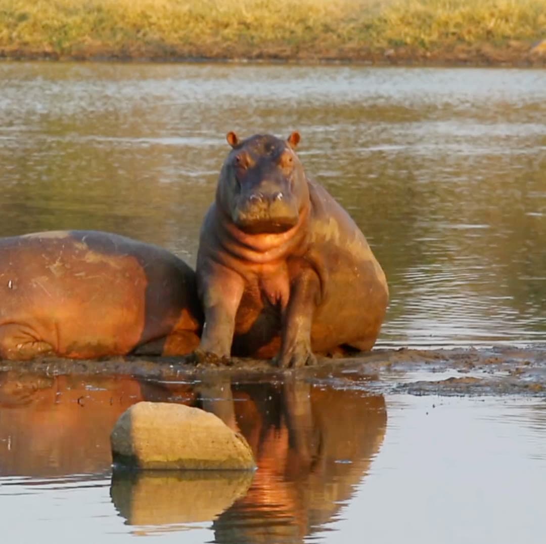 Safari en Bateau Rivière Olifants