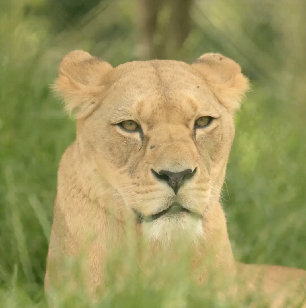 Centre des Espèces Menacées de Hoedspruit