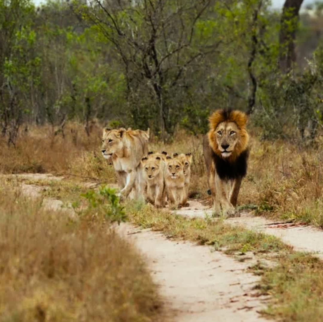 Safaris en Voiture Parc National Kruger