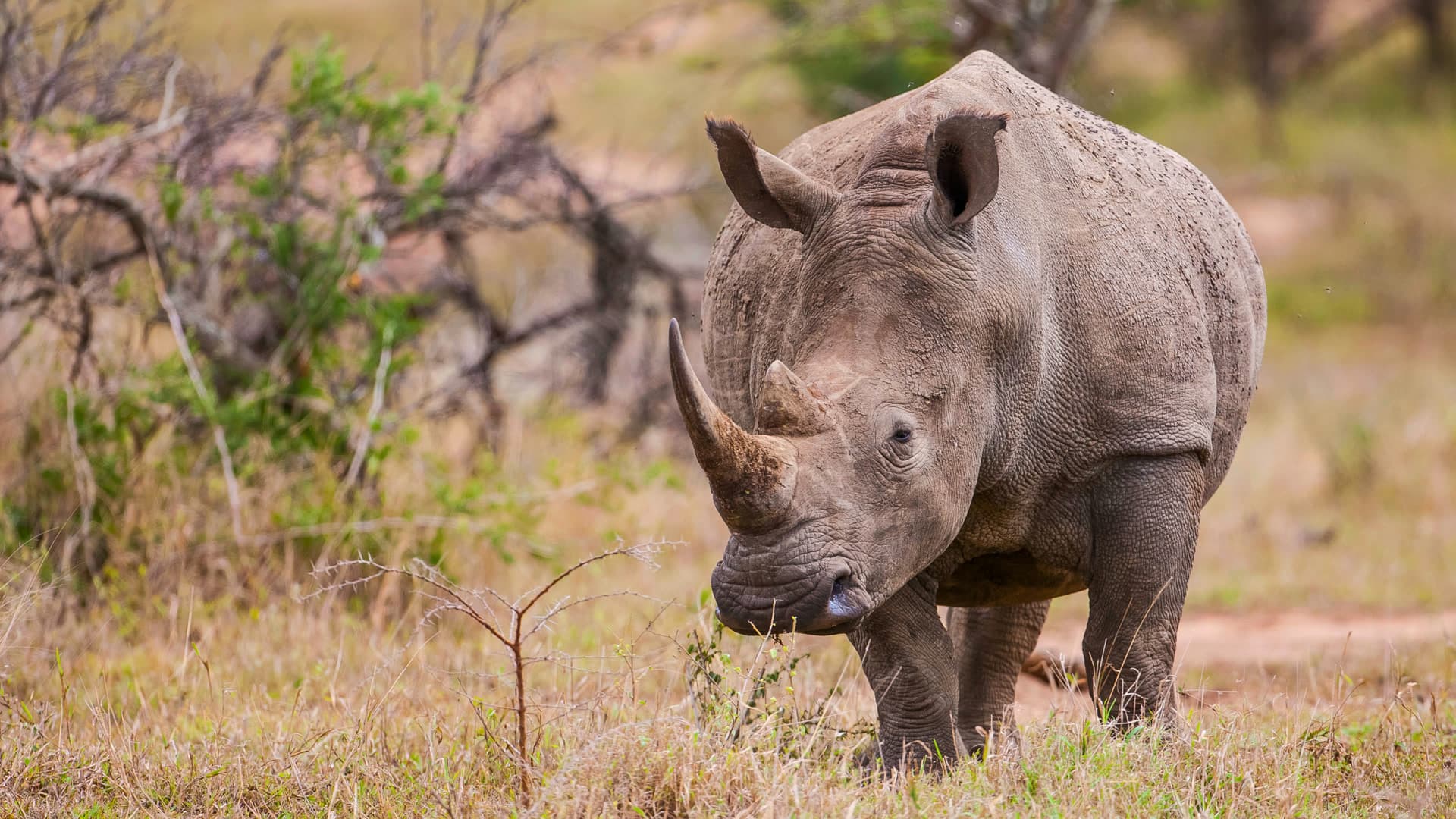 In 5 minuten bij de Phalaborwa Gate